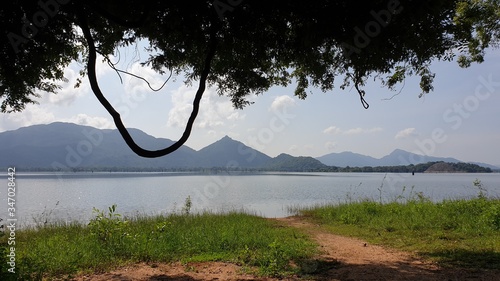 tree on the lake