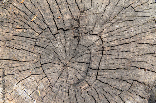 Texture background of an old stump tree.