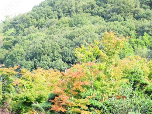 日本の田舎の風景　10月　山の木々　紅葉の始まり