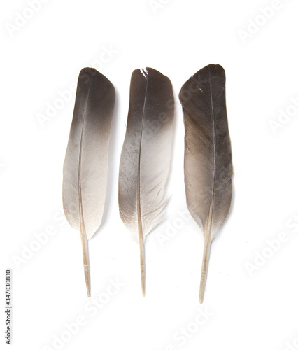Brown bird feather, close-up, on a white isolated background. Natural top view.