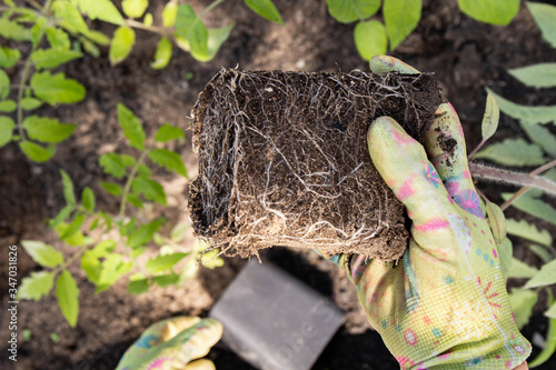 Lump of earth with roots in woman hands, transplanting plant seedling into the ground at the garden site, gardener's hands, close-up