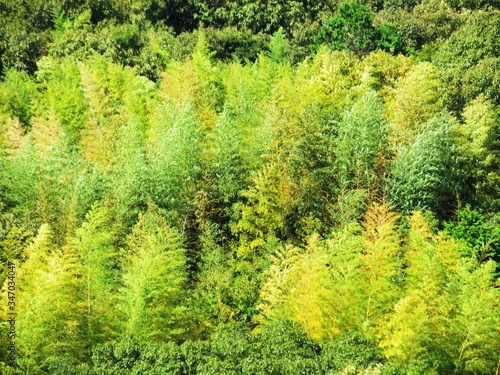 日本の田舎の風景 10月 山の木々 竹の春