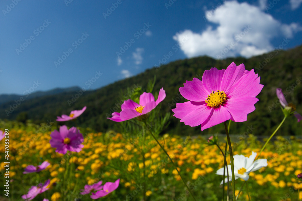 Blooming pink cosmos flower and yellow flowers field in winter Blooming pink cosmos flower and yellow flowers field in winter