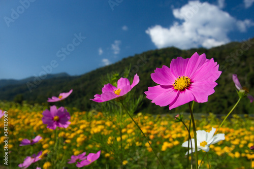 Blooming pink cosmos flower and yellow flowers field in winter