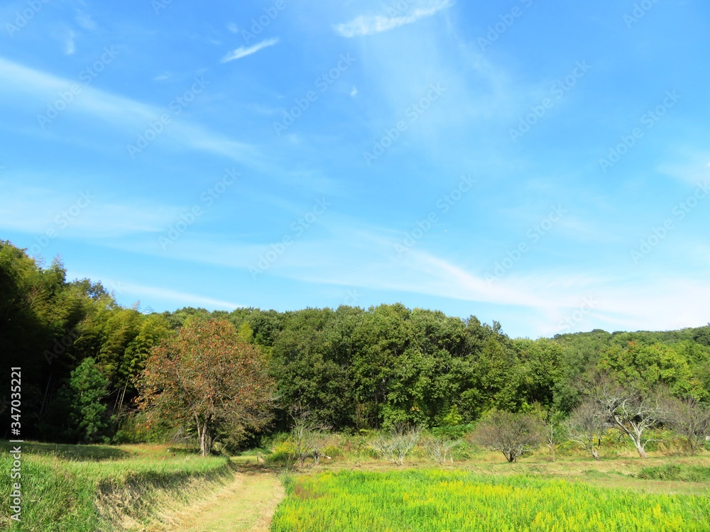 日本の田舎の風景　10月　山の木々と青空