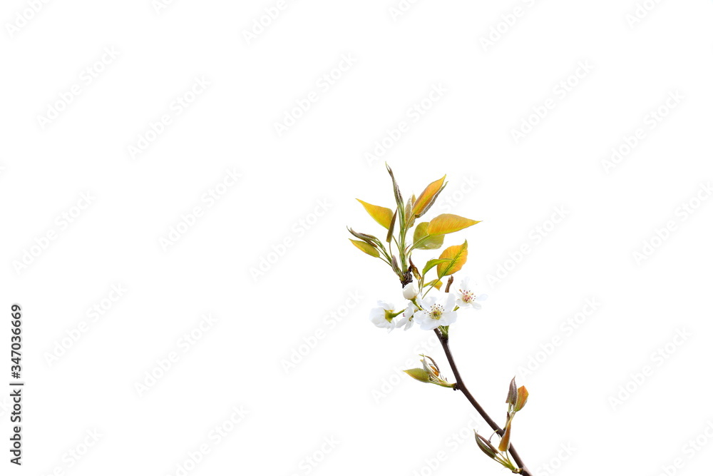 예쁜 배꽃 예쁜 배꽃