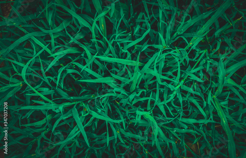 Green grass leaves for background,dark tone.