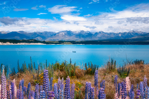 A speed boat on Lake Pukaki, a beautiful blue glacial alpine lake in Mackenzie Basin in New Zealand's South Island.  Lupine flowers are blooming on the shore of the lake in December. © Daniela Photography