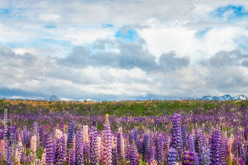 Meadows of colorful lupines blooming in December in the highlands of the Canterbury Region in New Zealand, South Island.