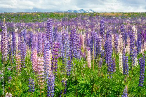 A low-level perspective of multi-colored lupines blooming in December in the meadows of Canterbury Region in New Zealand, South Island.