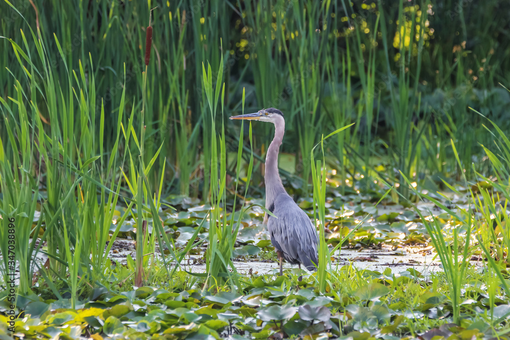 Naklejka premium Great blue Heron in the marsh