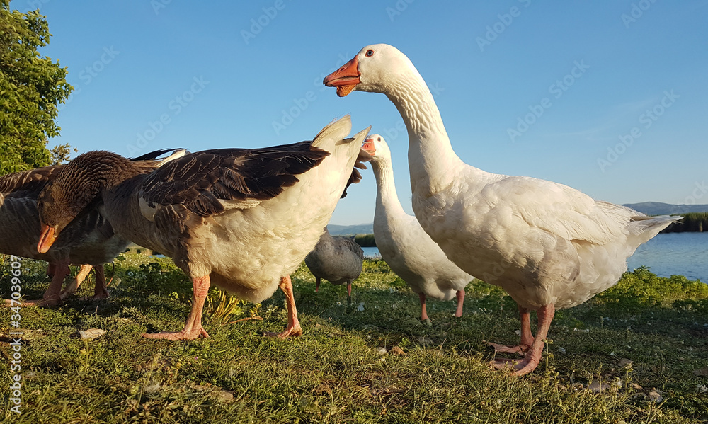 gooses birds eating by the lake in evening time in Ioannina Greece gooses birds eating by the lake in evening time in Ioannina Greece