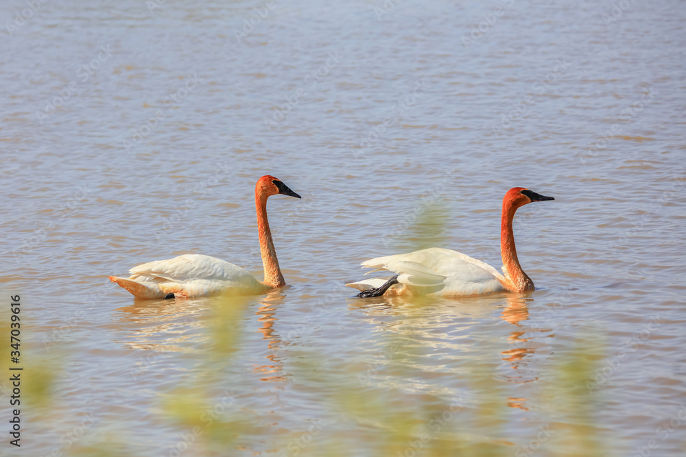 Two Whooper swans in the lake Two Whooper swans in the lake