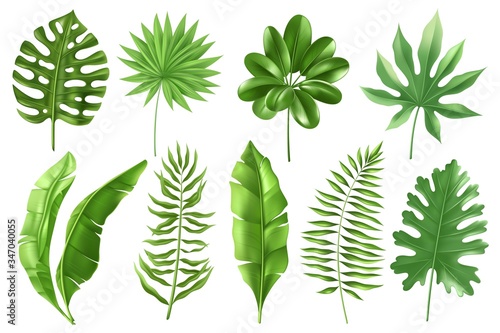 Tropical leaves set