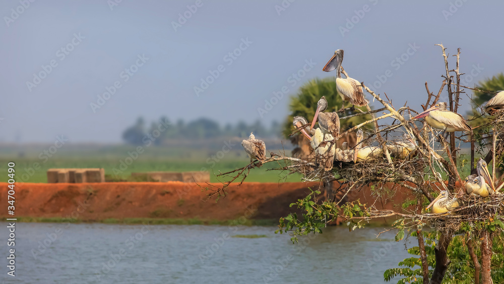 Pelicans at Kolleru bird sanctuary in Andhra pradesh India Pelicans at Kolleru bird sanctuary in Andhra pradesh India