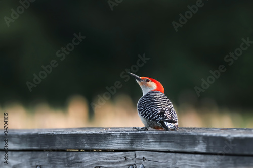 Red bellied Wood pecker on the fence
