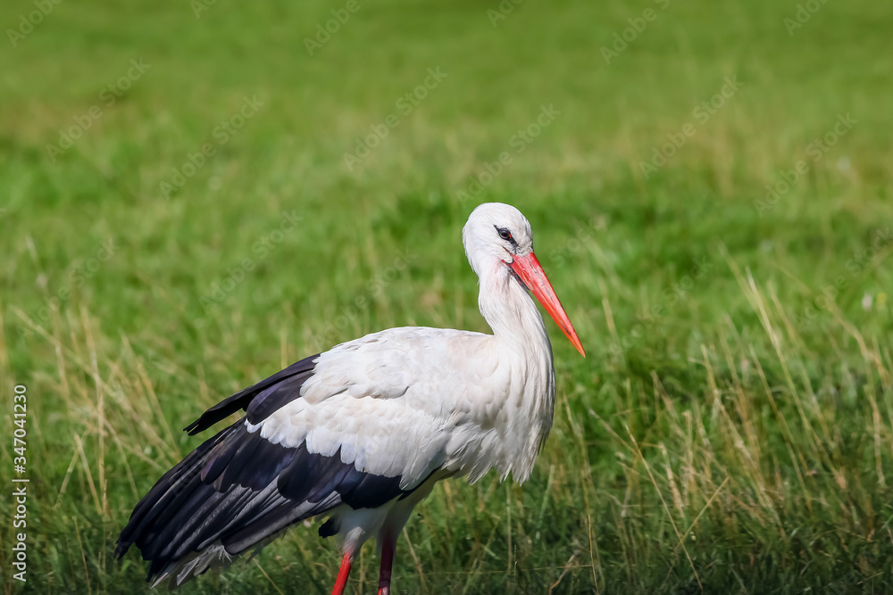 White stork feeding in meadow White stork feeding in meadow