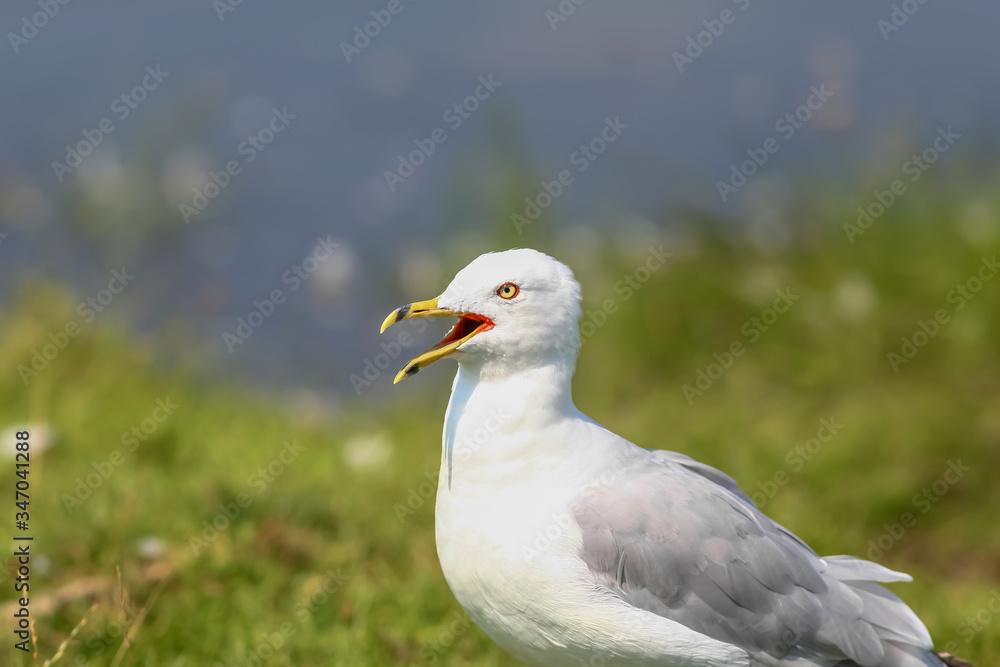Close up shot of Northern Fulmar bird Close up shot of Northern Fulmar bird