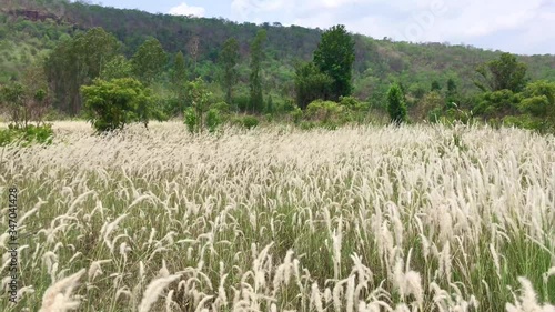 Feather flower meadow with backdrop of mountains.Feather Grass or Needle Grass, Nassella tenuissima, forms already at the slightest breath of wind filigree pattern.Feather grass meadow,