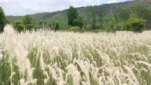 Feather flower meadow with backdrop of mountains.Feather Grass or Needle Grass, Nassella tenuissima, forms already at the slightest breath of wind filigree pattern.Feather grass meadow,