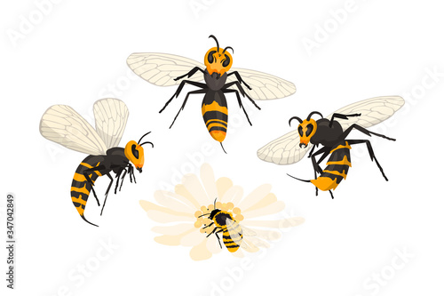 Giant asian hornets attack honey bee pollinating the flower. Mass assault. Vespa mandarinia - murder hornet. Isolated on white.