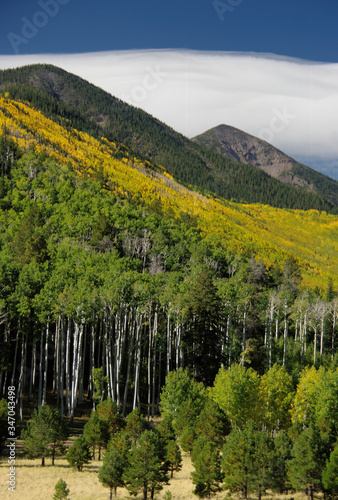 Canvas Print Lockett Meadow, San Francisco Peaks, Arizona