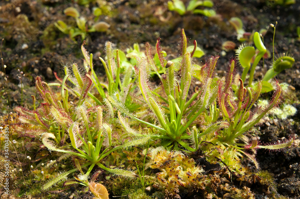 Sydney Australia, sundew plants with sticky mucilage to catch insects Sydney Australia, sundew plants with sticky mucilage to catch insects