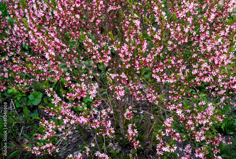 Bush with small pink flowers