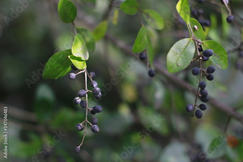 Blueberries on the bush.