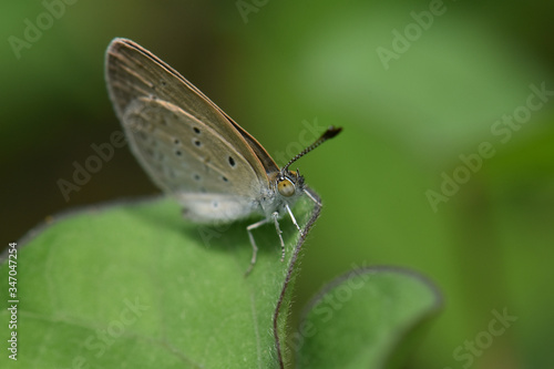 A butterfly on a green leaf