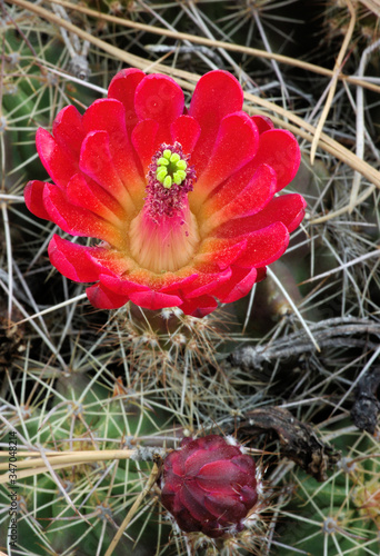 Claret cup cactus, BUffalo Park, Arizona