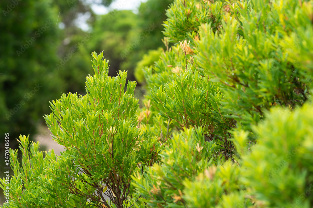 Lush green Australian native flora