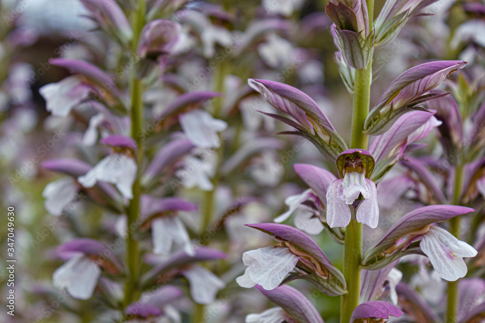 Obraz premium Closeup to an amazing summer white and violet flowers with green steam and blurred nature garden. Ideal for fashion, floral and botanical concepts