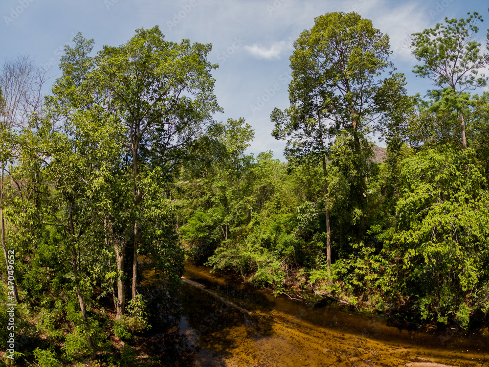 Fototapeta premium rian forest with river at Huai Kha Khaeng wildlife sanctuary,a Thailand