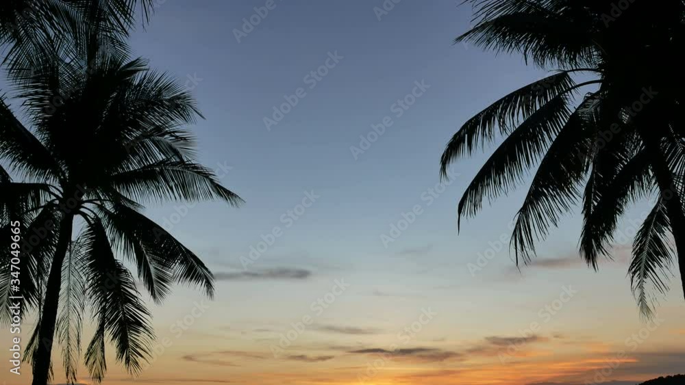 moving silhouette leaves branch coconut tree, beautiful cloudy evening golden twilight sky background after sunset time, nobody moving silhouette leaves branch coconut tree, beautiful cloudy evening golden twilight sky background after sunset time, nobody