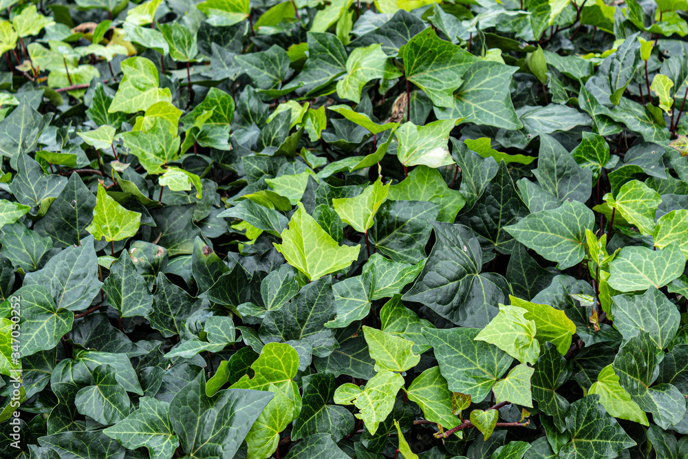 Closeup to a vibrant green leaves and plants. Ideal for wallpapers, textures and backgrounds Closeup to a vibrant green leaves and plants. Ideal for wallpapers, textures and backgrounds