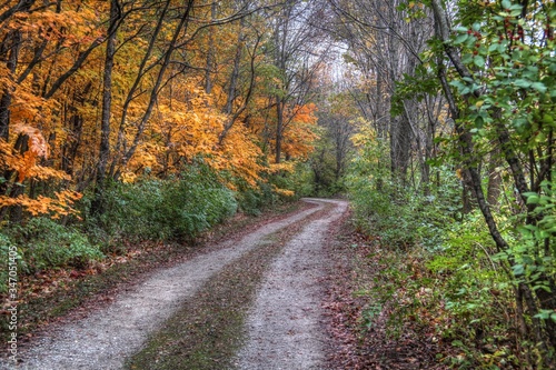road in autumn forest © Pubudu