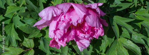 Tree peony (Paeonia suffruticosa) in park