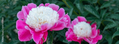 Banner beautiful pink peonies in the garden.