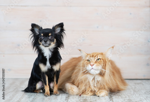 Doggy breed mini-haired mini chihuahua is with a red Maine coon cat.