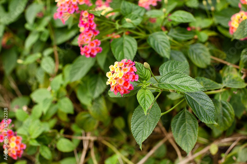 View of flowers on a Lantana  Lantana camara  shrub
