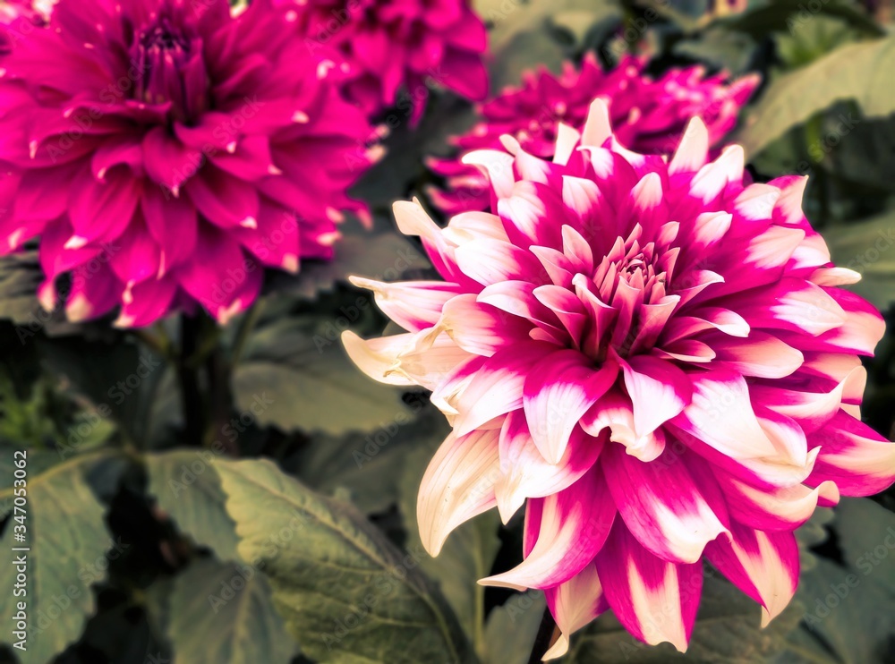 Fototapeta premium pink chrysanthemum flower