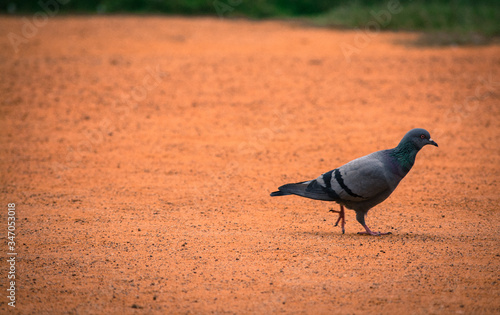 pigeon in the park