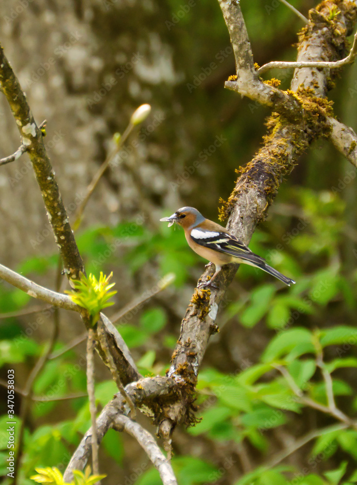 bird, natur, baum, wild lebende tiere, ast, tier, wild, schnabel, waldsänger, gering, garden, frühling, green, bird, natur, baum, wild lebende tiere, ast, tier, wild, schnabel, waldsänger, gering, garden, frühling, green,