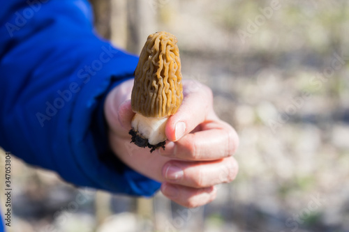 Morchella mushroom in the hand. Assortment of morel mushrooms. Mushroom picker picks mushrooms in the forest photo