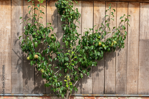 Apple tree placed as a espalier against a wooden wall