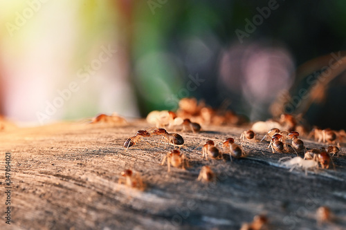 Colony Of Termite, Termites eat wood ,termites that come out to the surface after the rain fell. termite colonies mostly live below the surface of the land photo