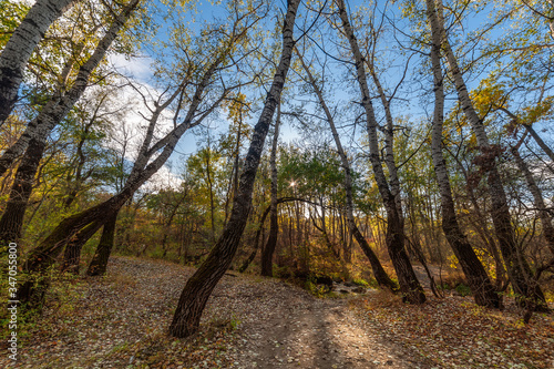 Autumn landscape with poplars forest