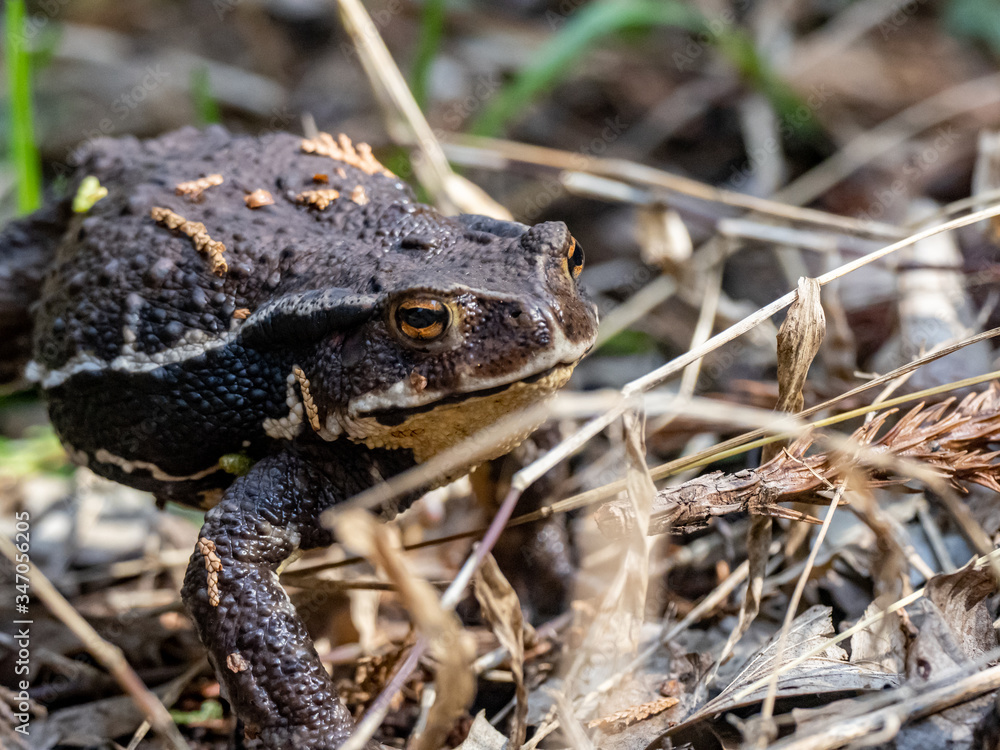 Japanese common toad walks on forest floor 7 Japanese common toad walks on forest floor 7