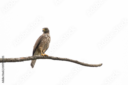 red tailed hawk